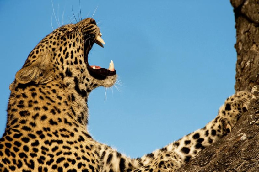 African leopards in photographs by Greg du Toit