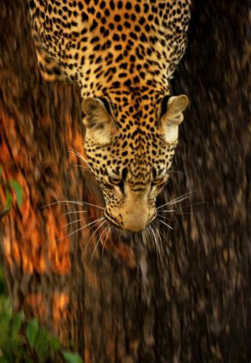 African leopards in photographs by Greg du Toit