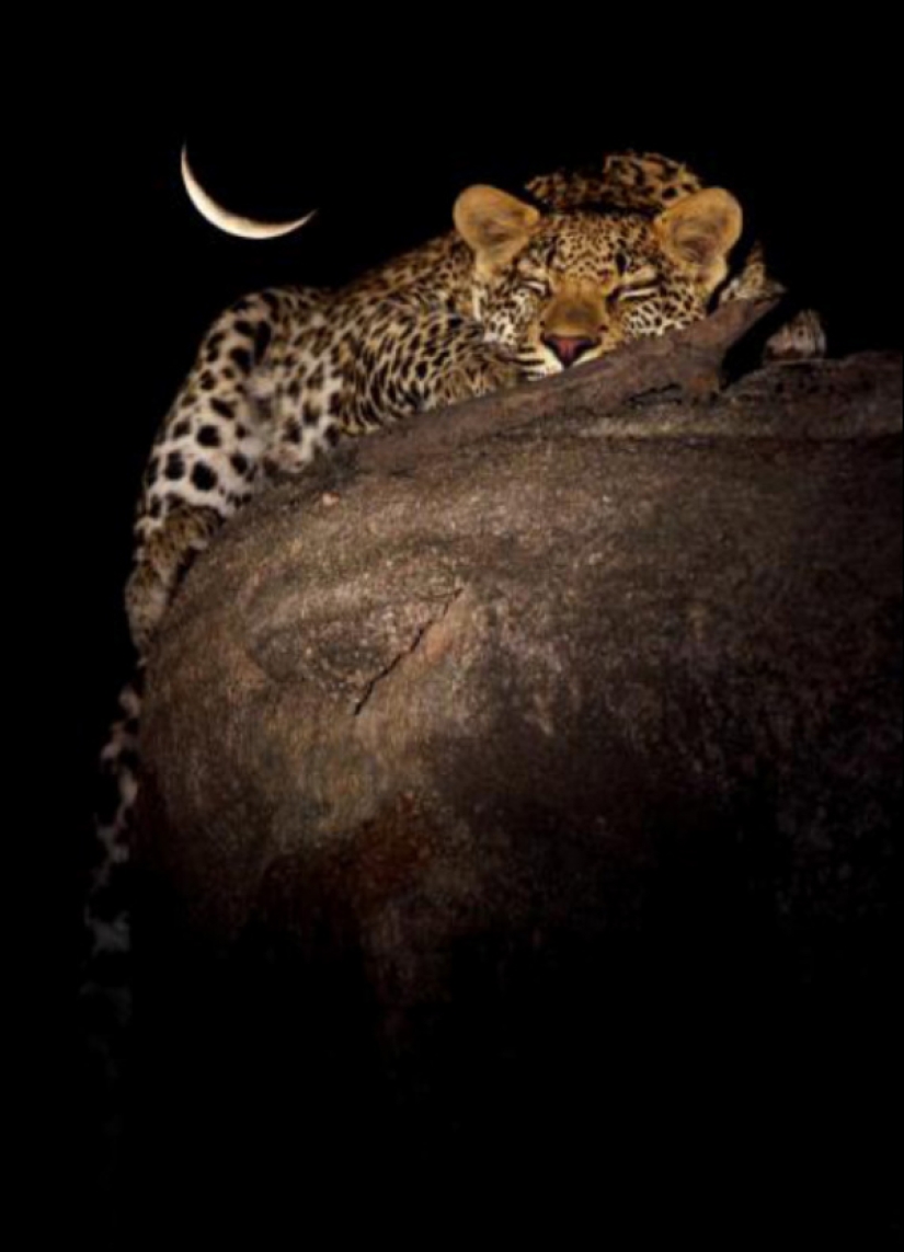 African leopards in photographs by Greg du Toit