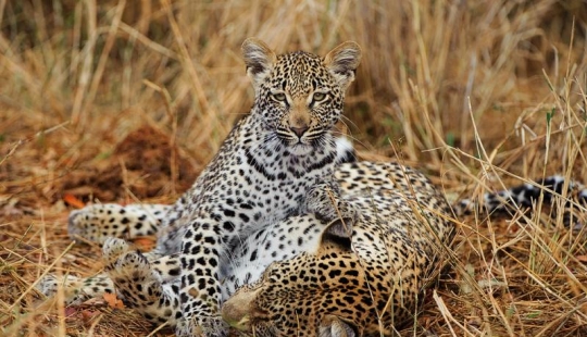 African leopards in photographs by Greg du Toit