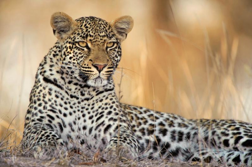 African leopards in photographs by Greg du Toit