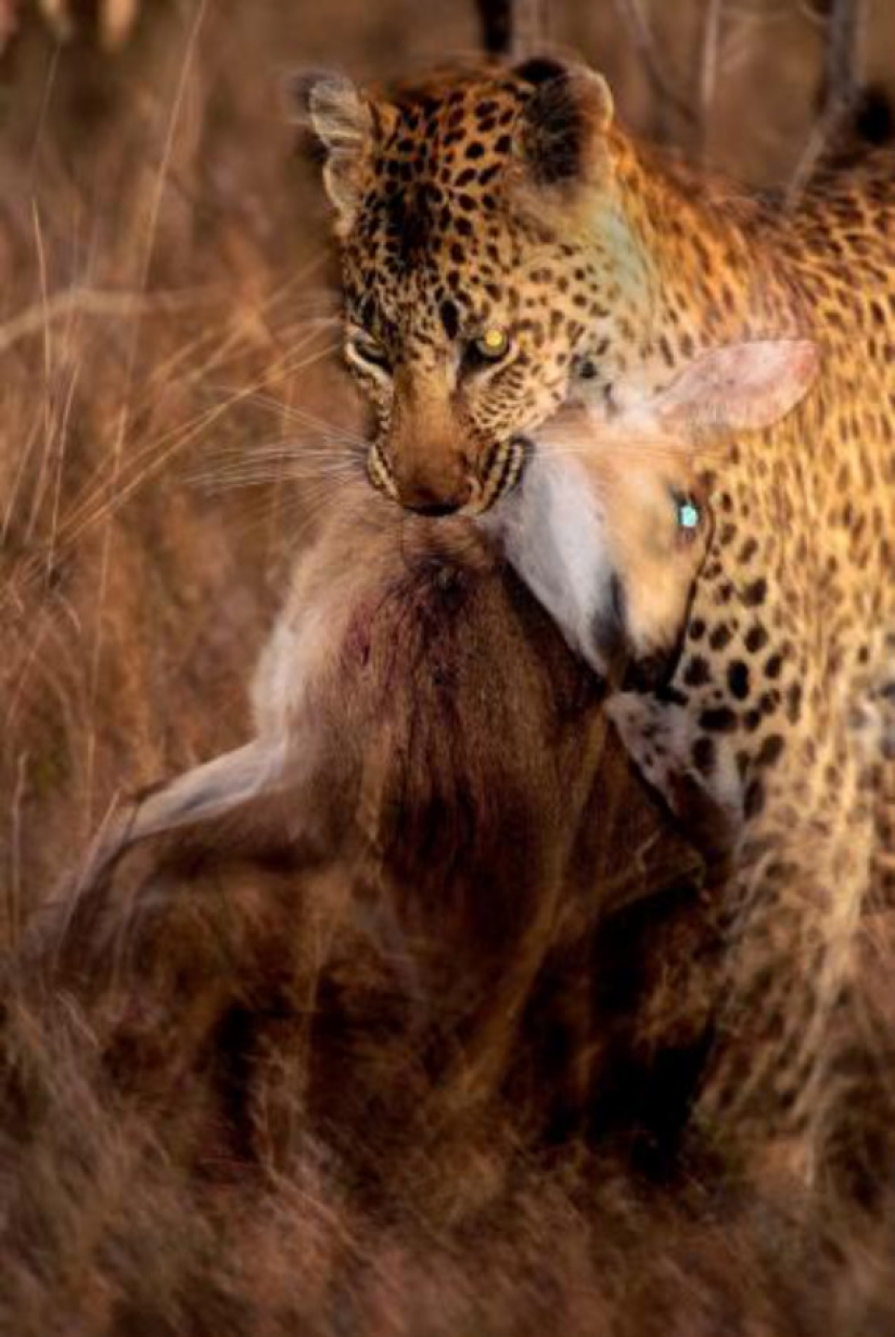 African leopards in photographs by Greg du Toit