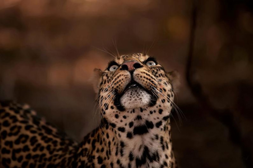 African leopards in photographs by Greg du Toit