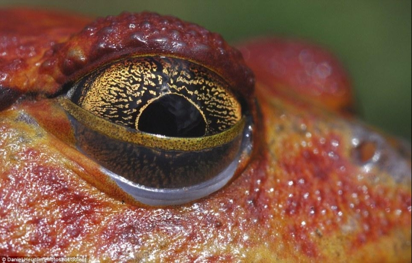 Alien eyes of amphibians