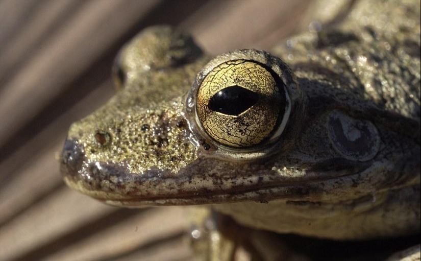 Alien eyes of amphibians