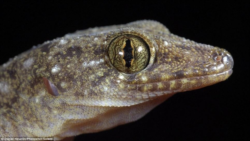 Alien eyes of amphibians