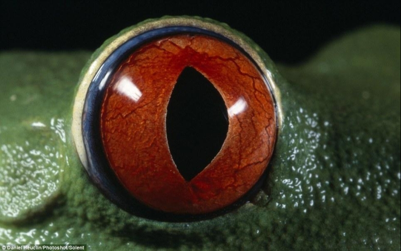 Alien eyes of amphibians