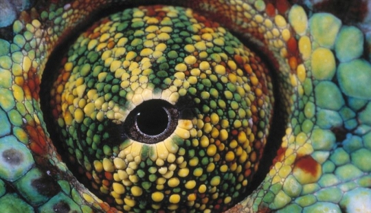 Alien eyes of amphibians