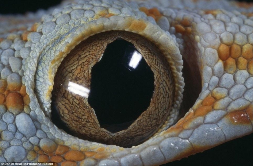 Alien eyes of amphibians