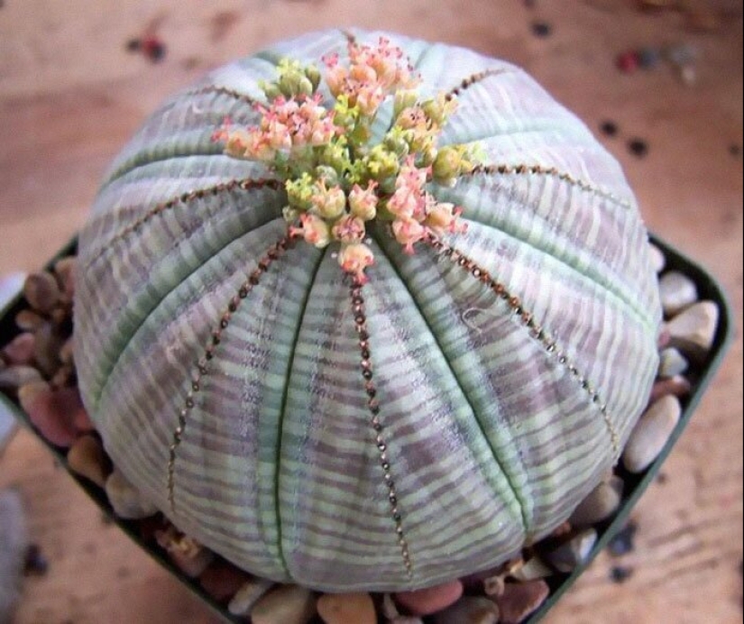 Alien plants: the 30 most bizarre succulents