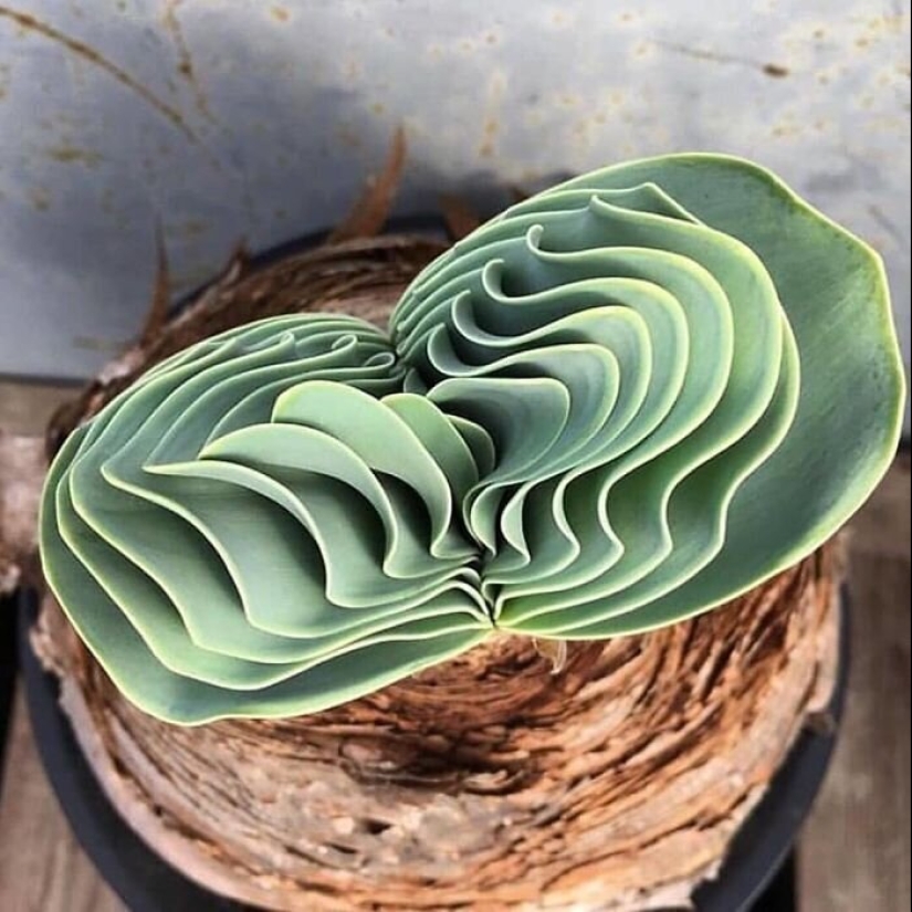 Alien plants: the 30 most bizarre succulents