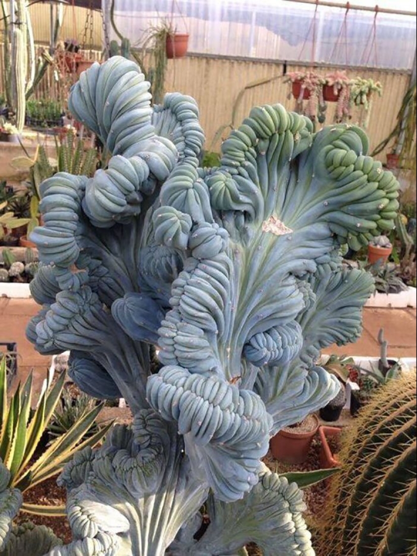 Alien plants: the 30 most bizarre succulents