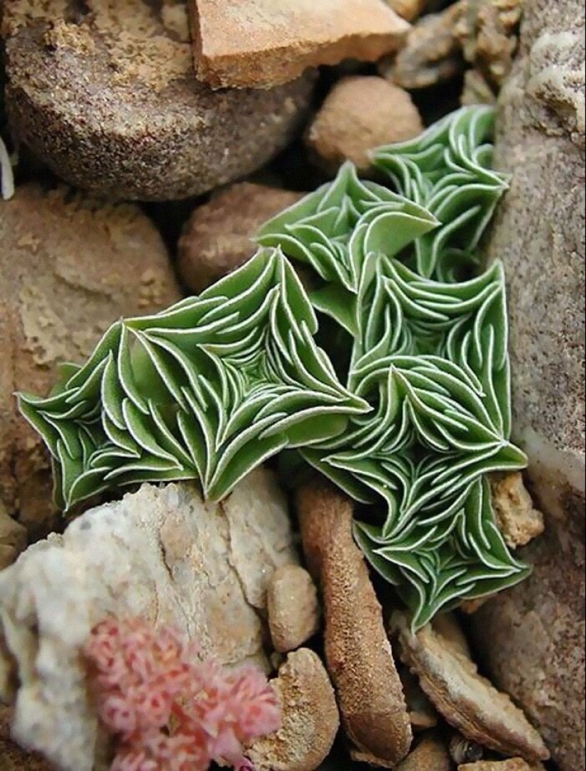 Alien plants: the 30 most bizarre succulents