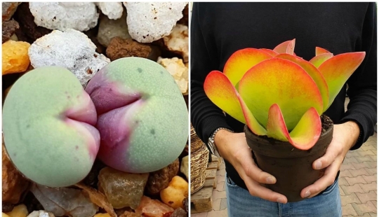 Alien plants: the 30 most bizarre succulents