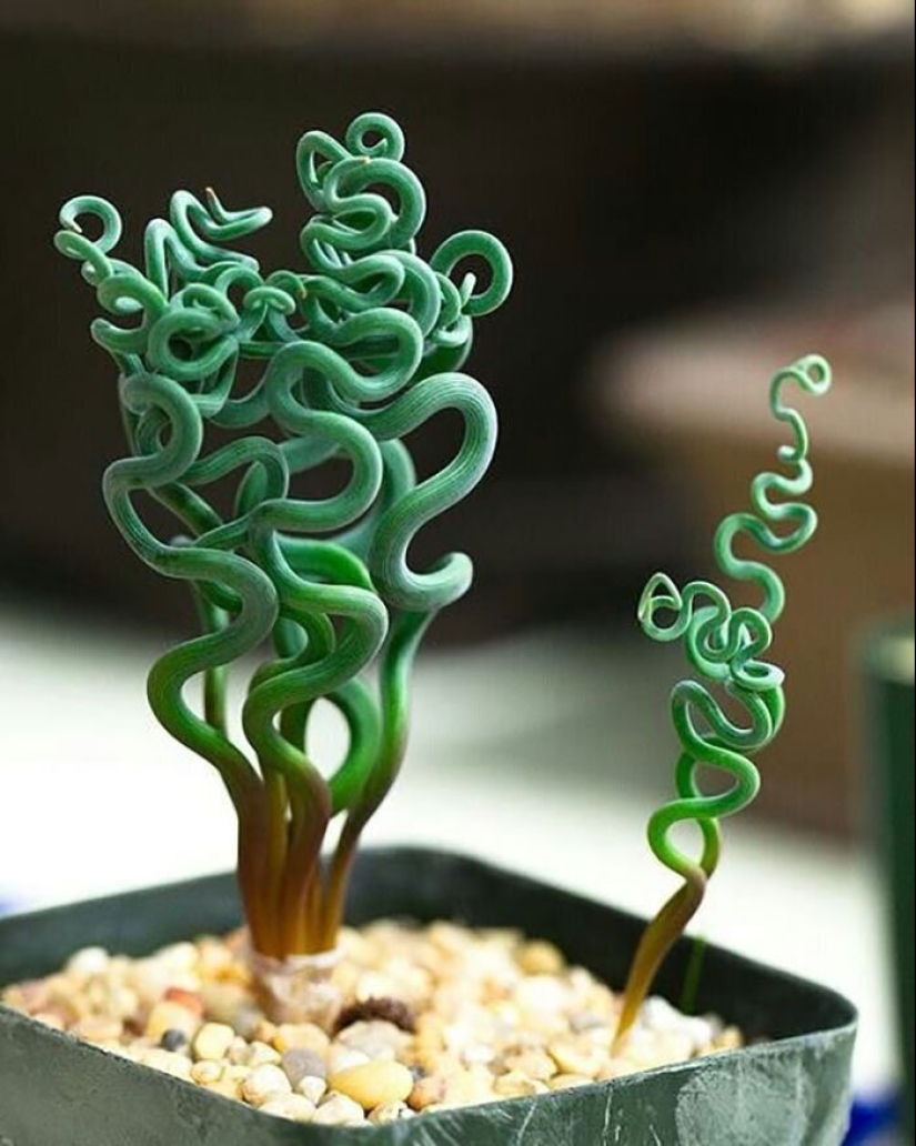 Alien plants: the 30 most bizarre succulents