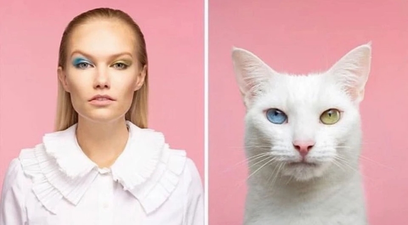 Almost indistinguishable: the photographer has shown how similar cats with their owners