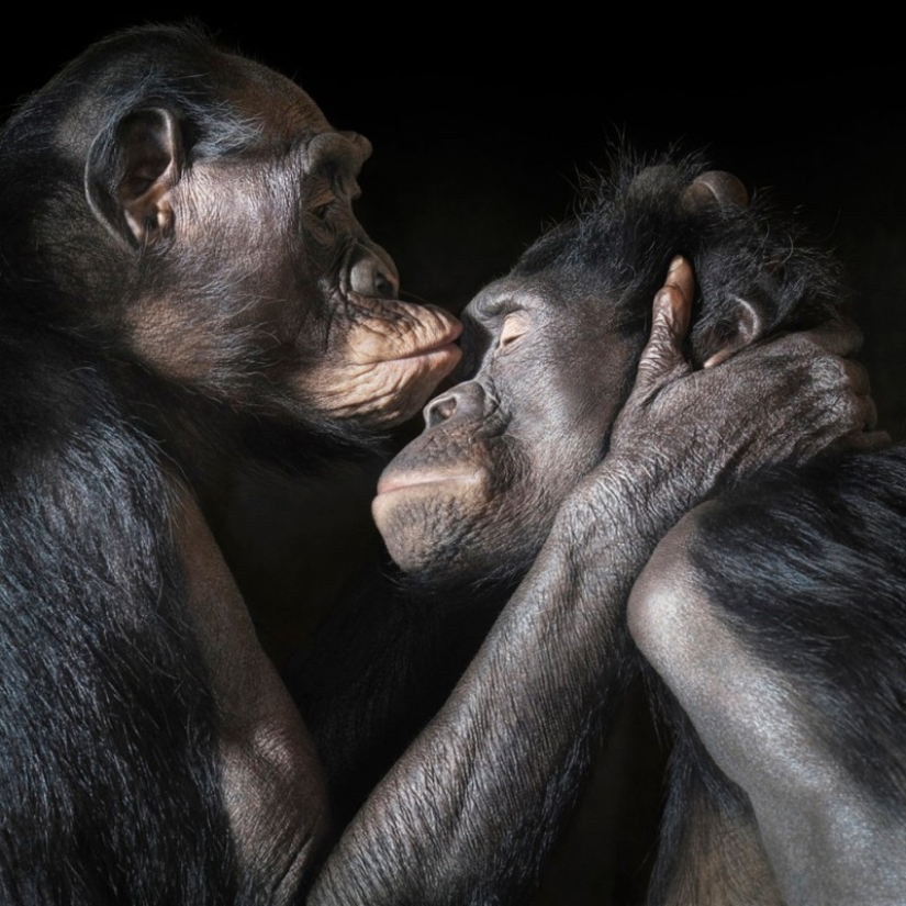 Almost like people. Animals in pictures by Tim Flach