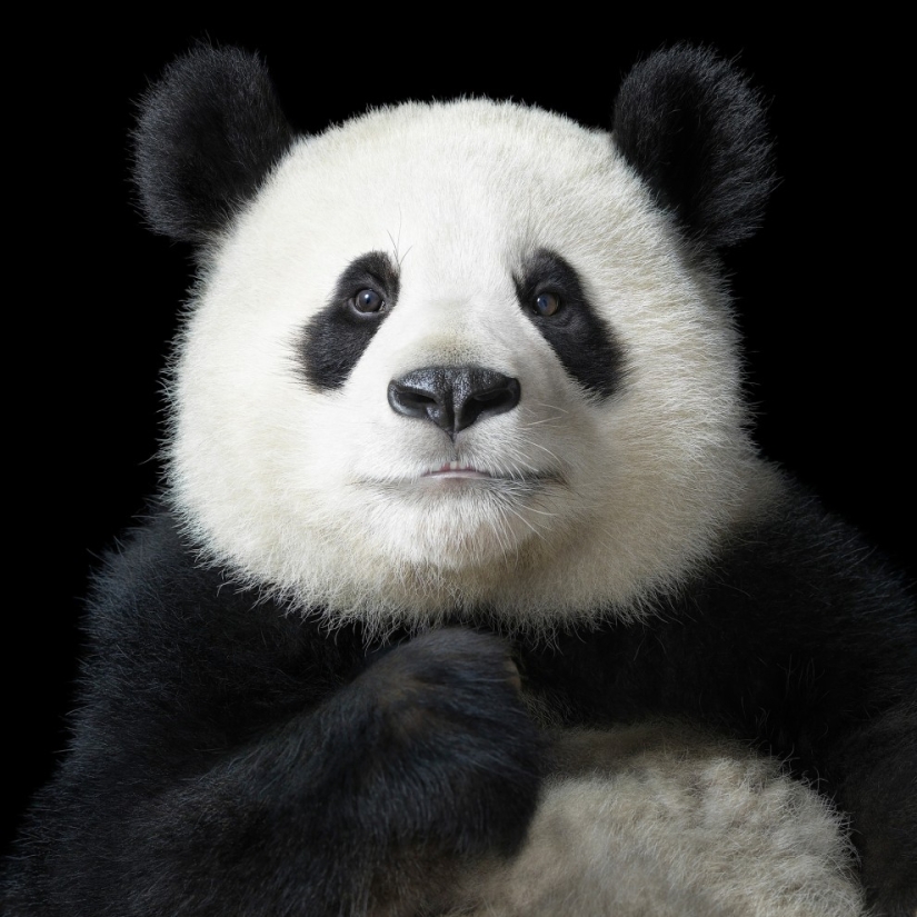 Almost like people. Animals in pictures by Tim Flach