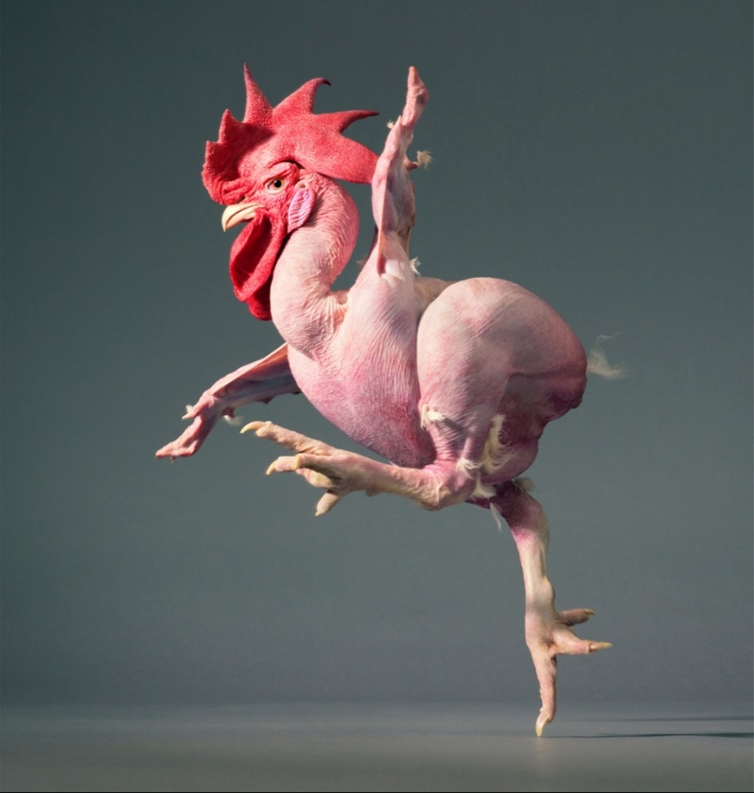 Almost like people. Animals in pictures by Tim Flach