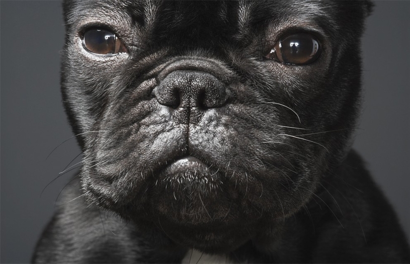 Almost like people. Animals in pictures by Tim Flach