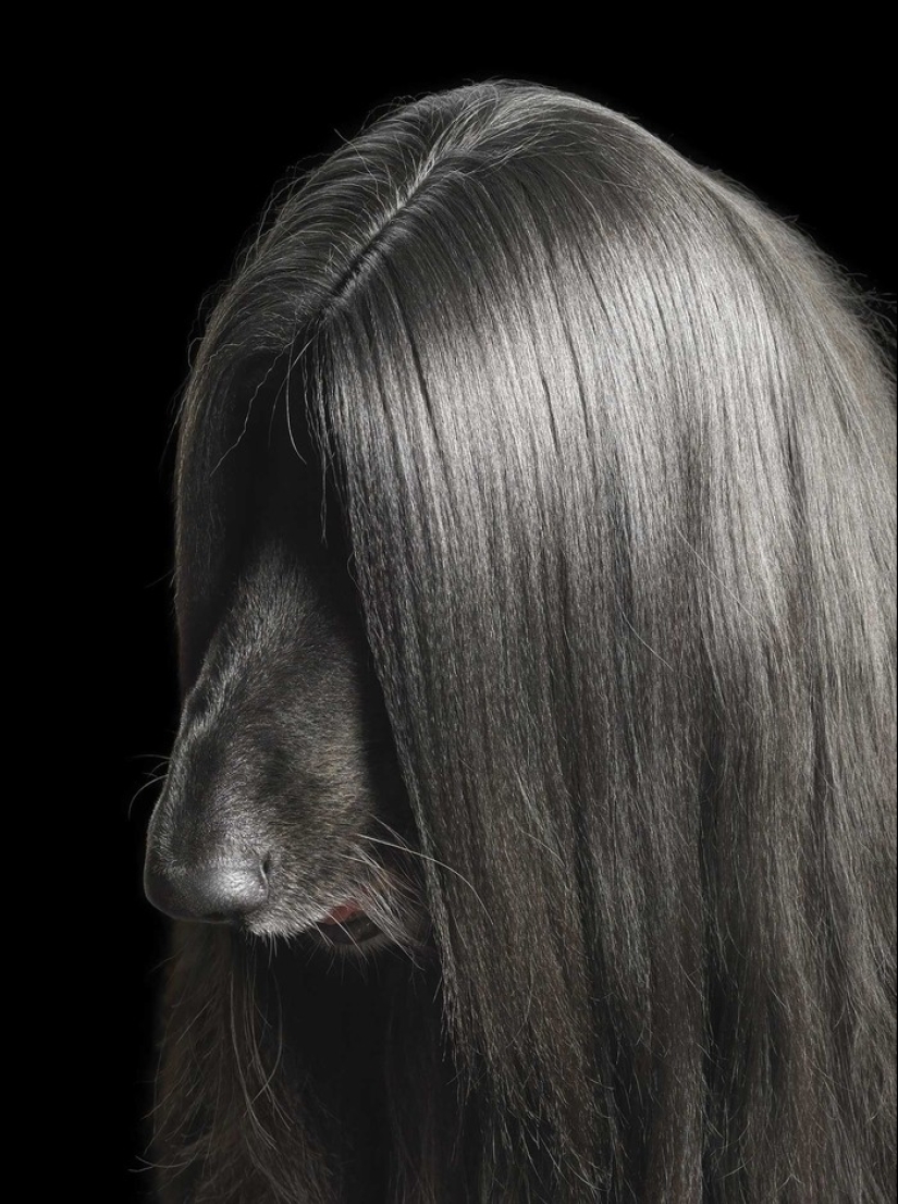 Almost like people. Animals in pictures by Tim Flach