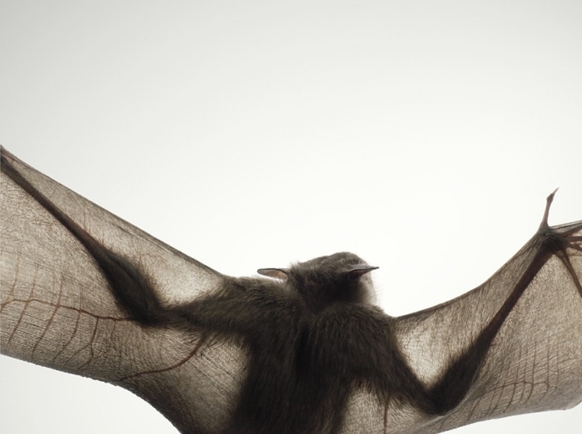 Almost like people. Animals in pictures by Tim Flach