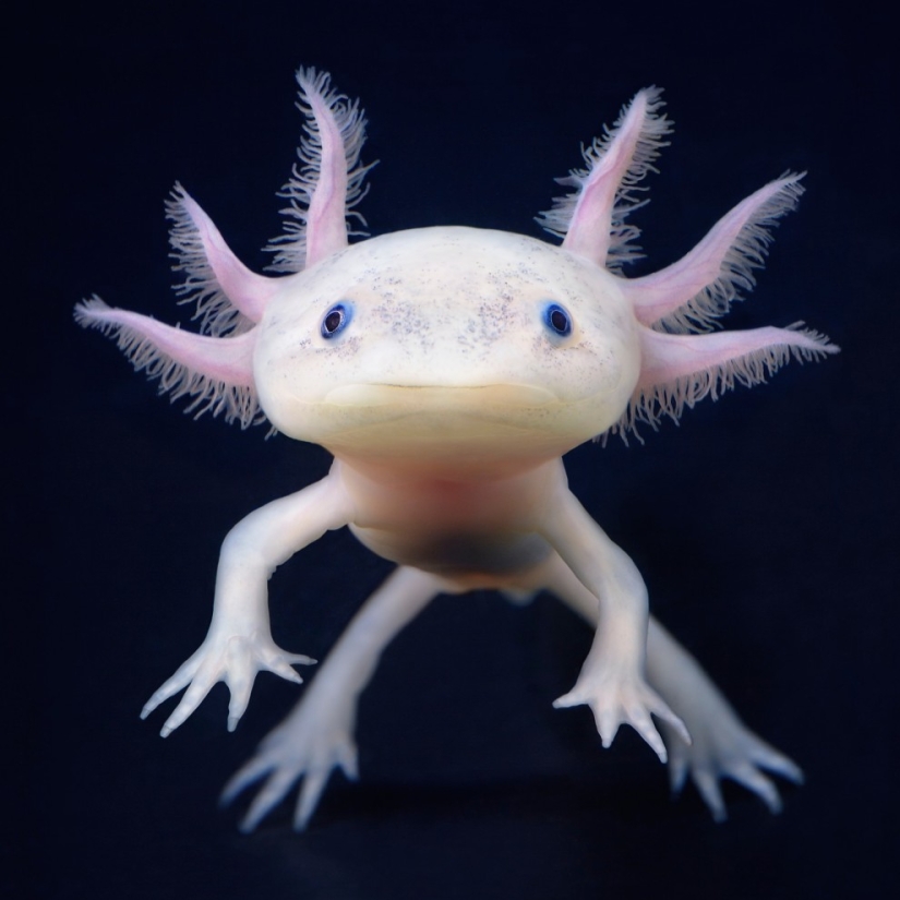 Almost like people. Animals in pictures by Tim Flach