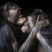 Almost like people. Animals in pictures by Tim Flach