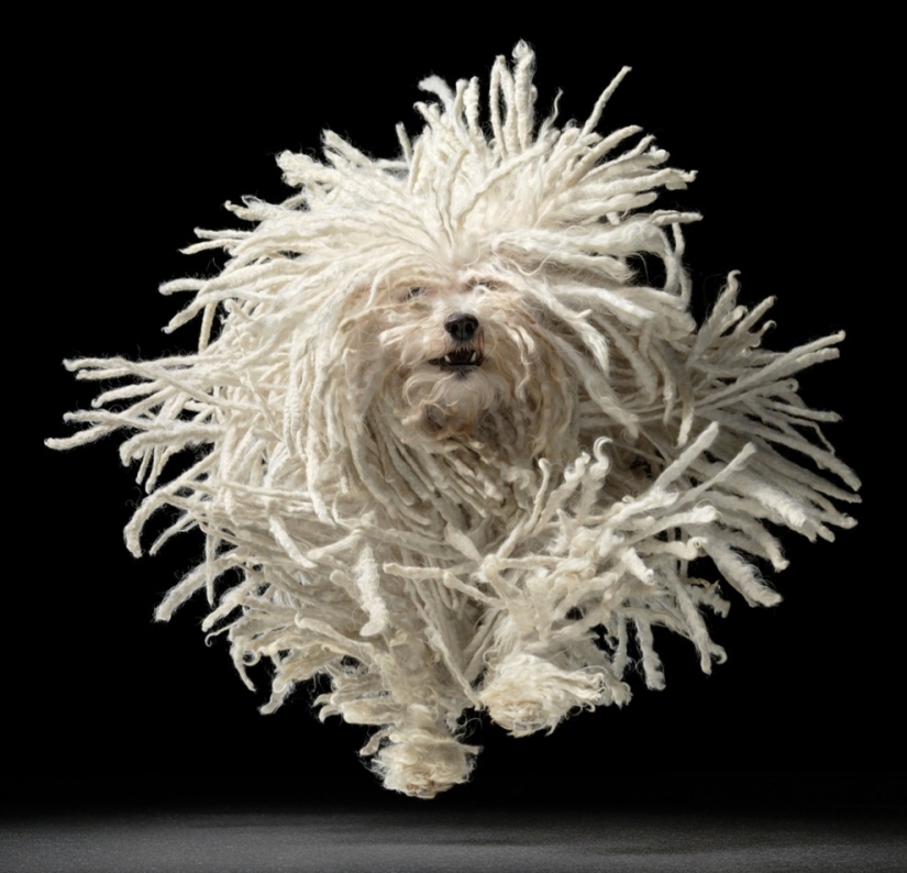 Almost like people. Animals in pictures by Tim Flach