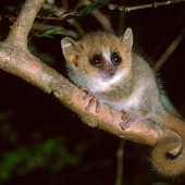 Amazing creatures of Madagascar