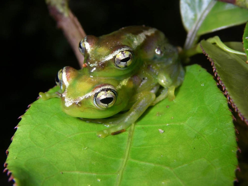 Amazing creatures of Madagascar