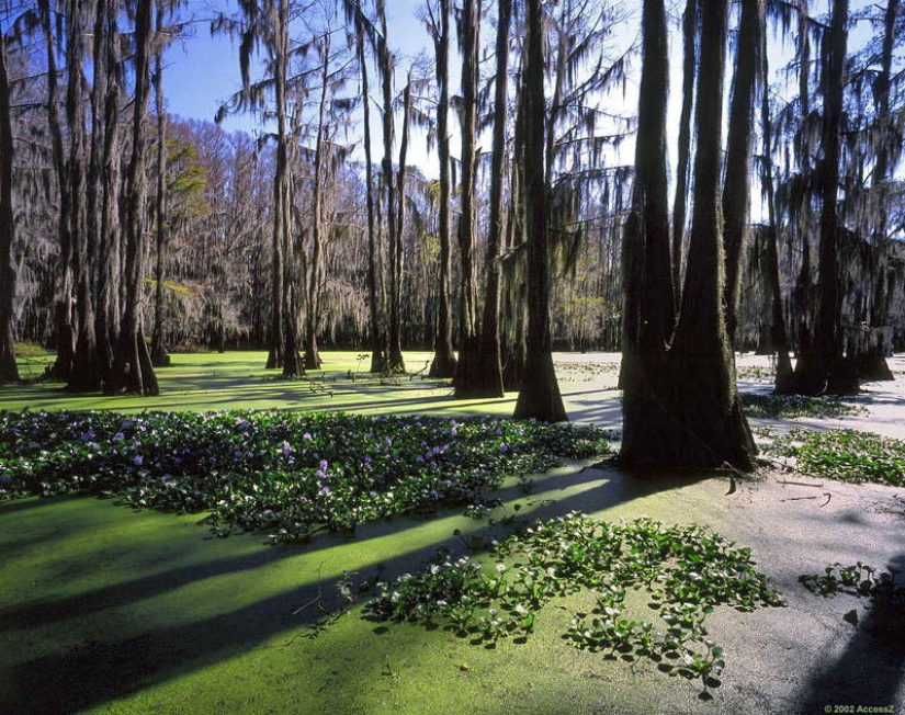 Amazing cypresses of Lake Caddo