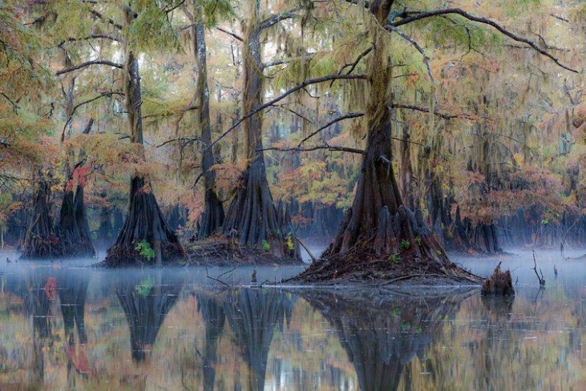 Amazing cypresses of Lake Caddo