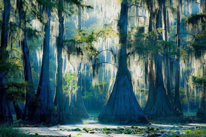 Amazing cypresses of Lake Caddo