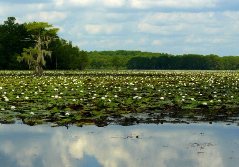 Amazing cypresses of Lake Caddo