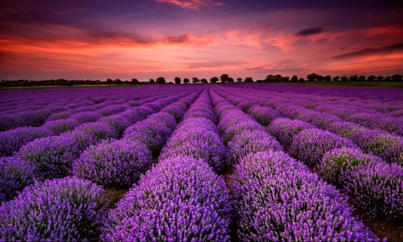 Amazing lavender fields all over the world