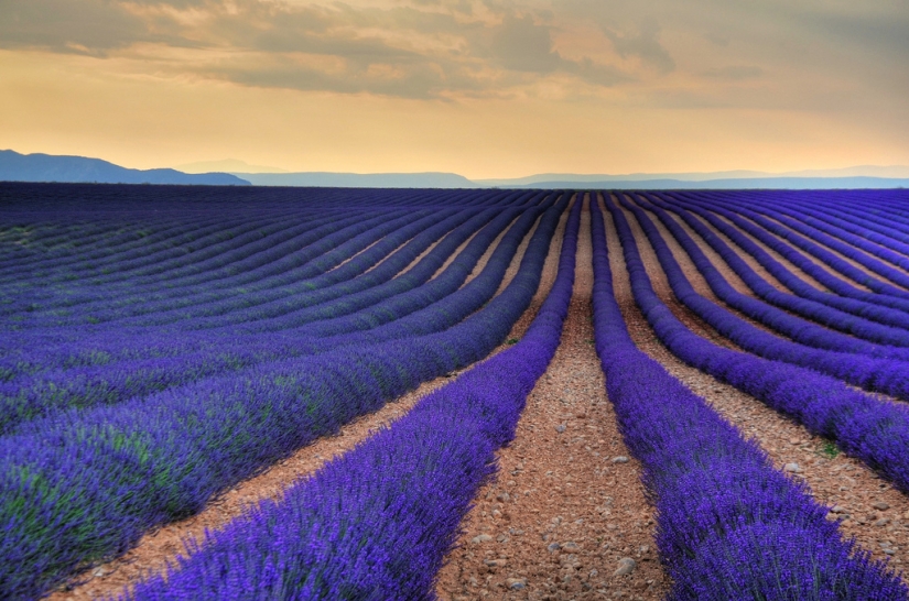 Amazing lavender fields all over the world