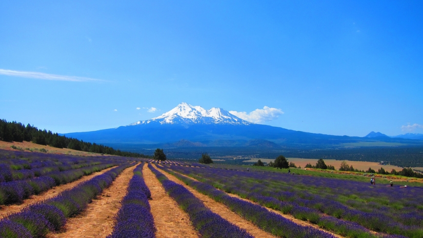 Amazing lavender fields all over the world