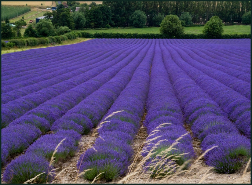 Amazing lavender fields all over the world