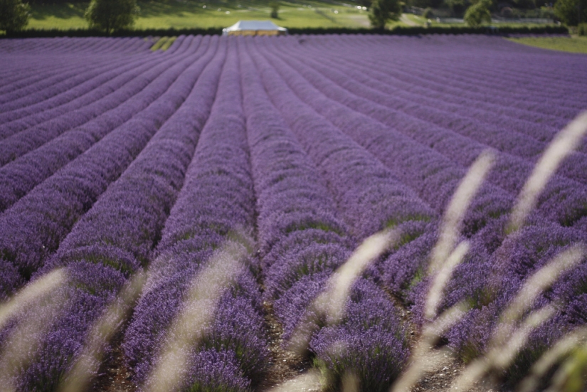 Amazing lavender fields all over the world