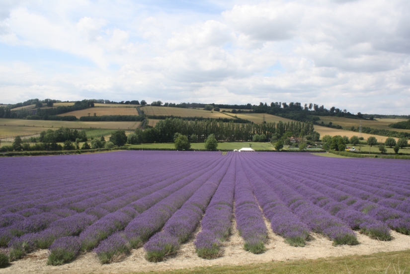 Amazing lavender fields all over the world