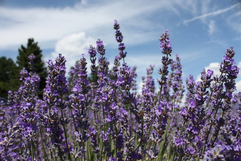 Amazing lavender fields all over the world