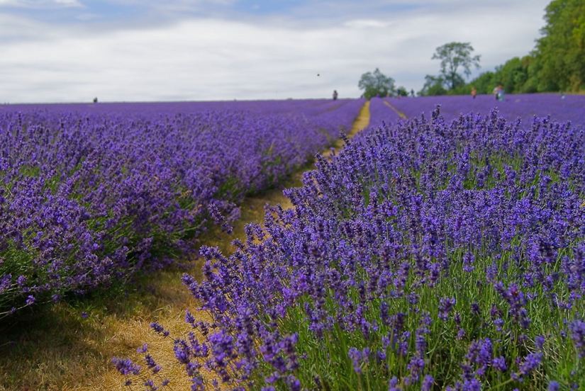 Amazing lavender fields all over the world