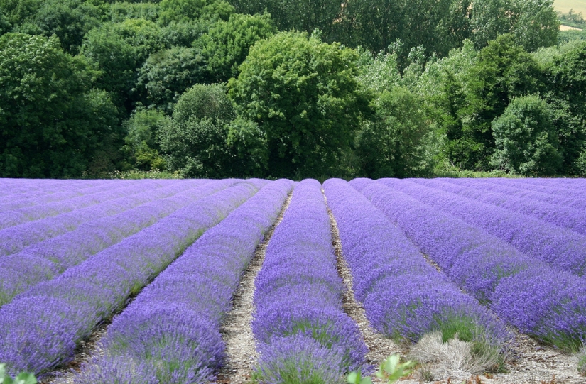 Amazing lavender fields all over the world