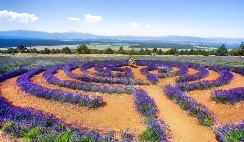 Amazing lavender fields all over the world