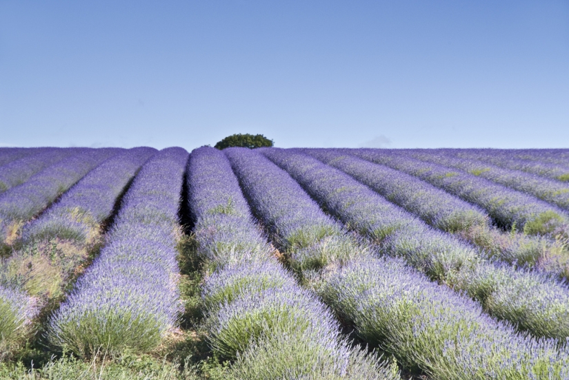 Amazing lavender fields all over the world