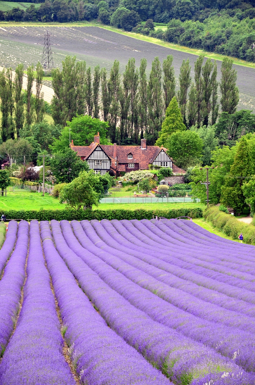 Amazing lavender fields all over the world