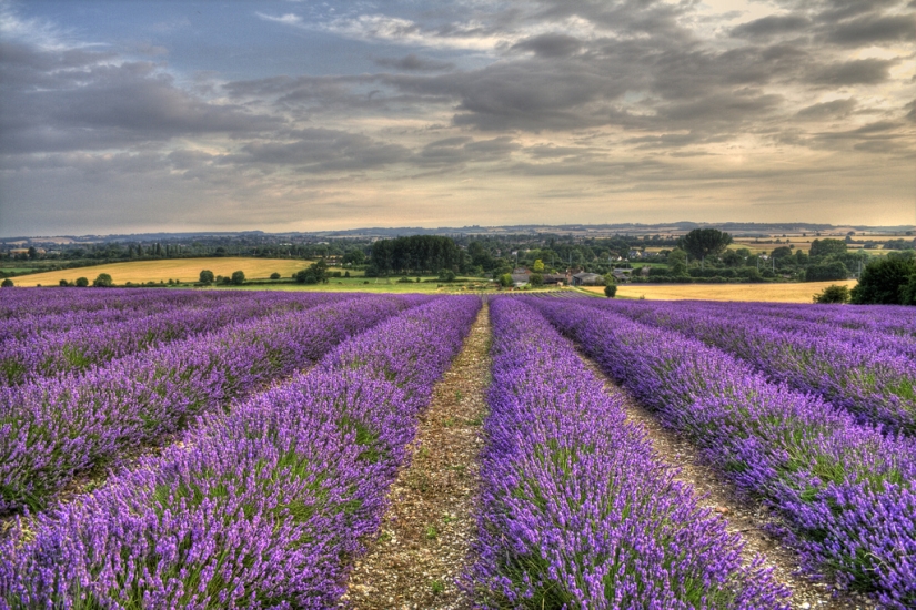 Amazing lavender fields all over the world