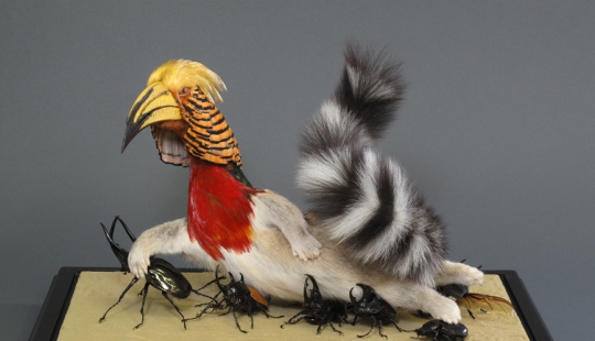 Amazing taxidermy by Enrique Gomez de Molina