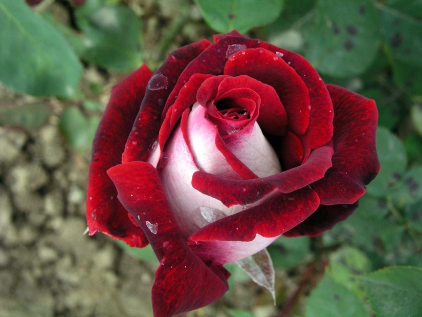 Amazingly beautiful rose of the Osiria variety